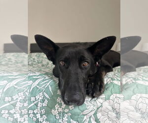 German Shepherd Dog Dogs for adoption in La Grange , NC, USA