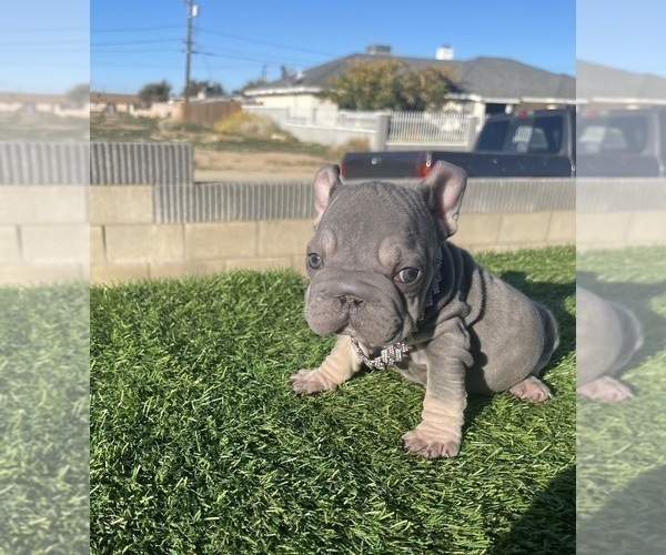 Medium Photo #13 French Bulldog Puppy For Sale in TUCSON, AZ, USA