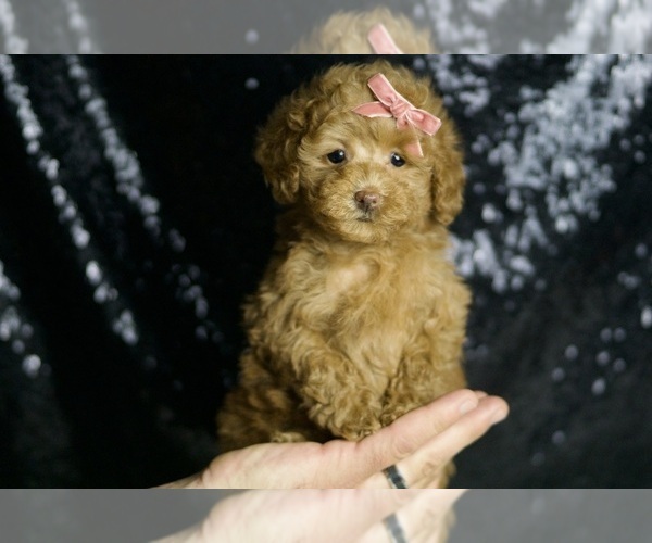 Medium Photo #1 Maltipoo Puppy For Sale in WARSAW, IN, USA
