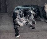 Small Photo #1 Catahoula Leopard Dog Puppy For Sale in SPRING, TX, USA