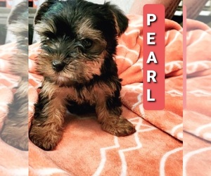 Yorkshire Terrier Puppy for sale in MEADVILLE, PA, USA