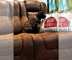 Small Photo #11 Cane Corso Puppy For Sale in REEVESVILLE, SC, USA