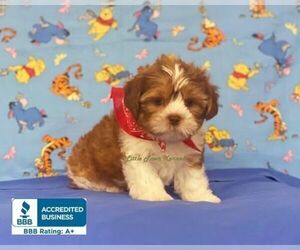 Morkie-Shorkie Tzu Mix Puppy for sale in WINNSBORO, LA, USA