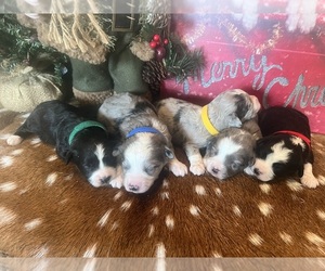 Aussie-Poo-Aussiedoodle Miniature  Mix Puppy for sale in RICHLAND, MO, USA
