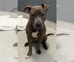 Small American Staffordshire Terrier