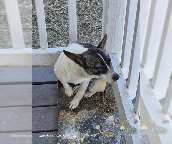 Medium Photo #1 Chihuahua-Unknown Mix Puppy For Sale in San Antonio, TX, USA