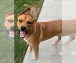 Small #24 American Staffordshire Terrier-German Shepherd Dog Mix