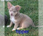 Small Photo #9 Chihuahua Puppy For Sale in LEBANON, PA, USA