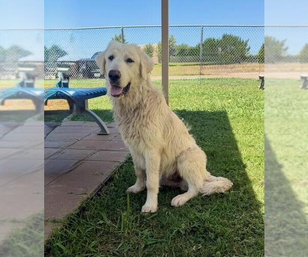 Medium Photo #2 Great Pyrenees Puppy For Sale in Spring, TX, USA