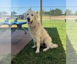 Small #1 Great Pyrenees