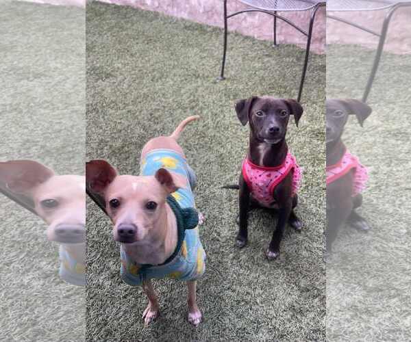 Medium Photo #4 Miniature Pinscher-Unknown Mix Puppy For Sale in Escondido, CA, USA