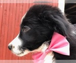 Small Photo #5 Border Collie Puppy For Sale in CLAY, PA, USA