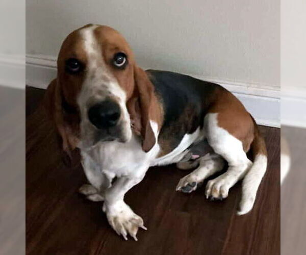 Medium Photo #2 Basset Hound Puppy For Sale in Deepwater, NJ, USA