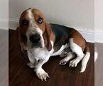 Small #1 Basset Hound