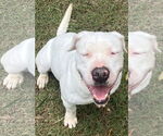 Small #13 American Bulldog
