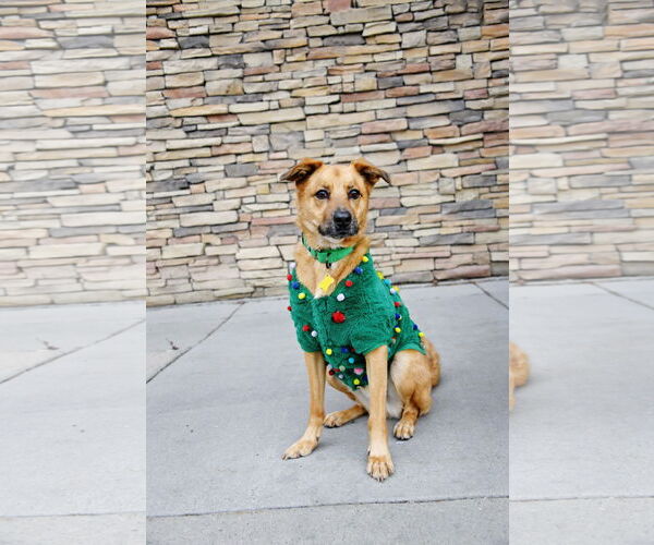 Medium Photo #3 Mutt Puppy For Sale in Sandy, UT, USA