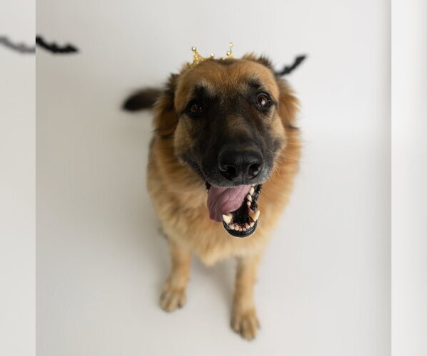 Medium Photo #42 German Shepherd Dog Puppy For Sale in Fargo, ND, USA