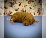 Image preview for Ad Listing. Nickname: Tiny Max