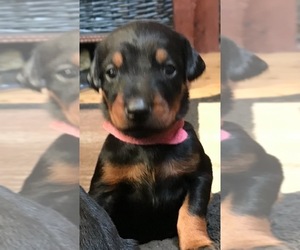 Doberman Pinscher Puppy for sale in SCAPPOOSE, OR, USA