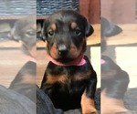 Small Photo #1 Doberman Pinscher Puppy For Sale in SCAPPOOSE, OR, USA