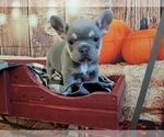 Small Photo #10 French Bulldog Puppy For Sale in ROSEVILLE, CA, USA