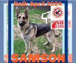 Small #3 German Shepherd Dog