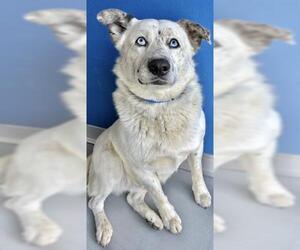 Texas Heeler-Unknown Mix Dogs for adoption in Visalia, CA, USA