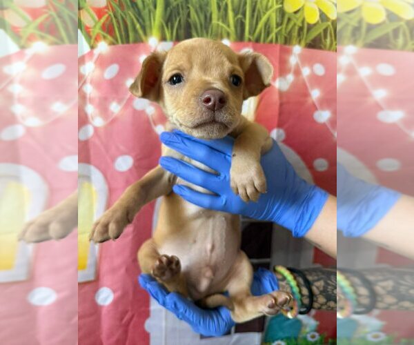 Medium Photo #5 Labrador Retriever-Unknown Mix Puppy For Sale in New York, NY, USA