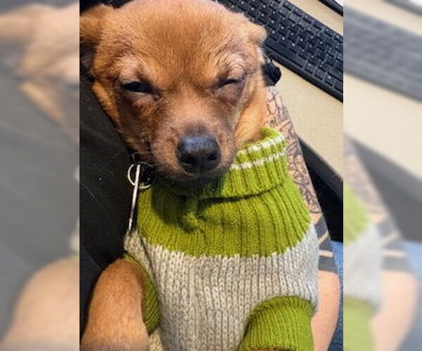 Medium Photo #5 Chihuahua-Unknown Mix Puppy For Sale in San Diego, CA, USA