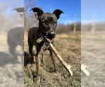 Small #6 Plott Hound Mix