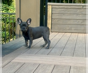 French Bulldog Puppy for Sale in NEWTON, New Jersey USA