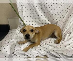 Chihuahua-Unknown Mix Dogs for adoption in Modesto, CA, USA