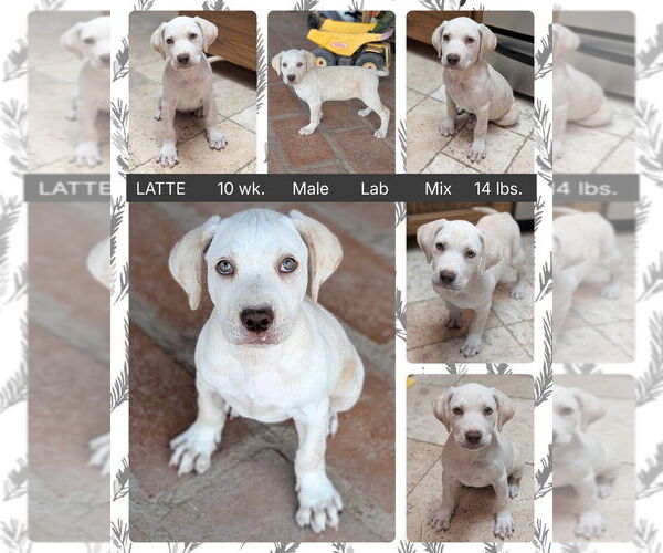 Medium Photo #1 Labrador Retriever-Unknown Mix Puppy For Sale in Mesa, AZ, USA