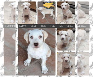 Labrador Retriever-Unknown Mix Dogs for adoption in Mesa, AZ, USA