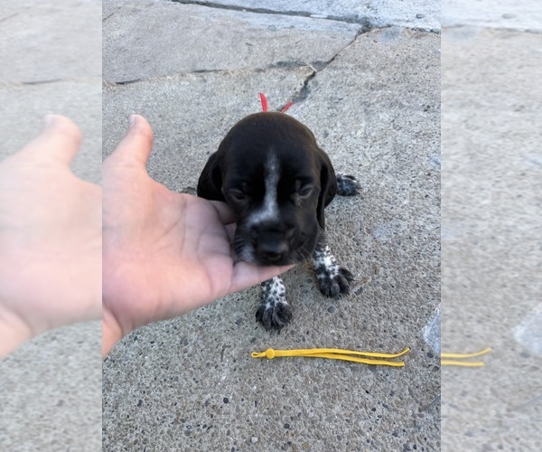 Medium Photo #1 German Wirehaired Pointer Puppy For Sale in TOOELE, UT, USA