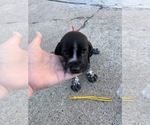 Puppy 8 German Wirehaired Pointer