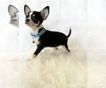Small #6 Chihuahua