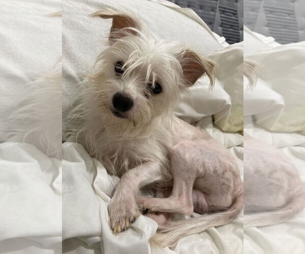 Medium Photo #5 Maltese Puppy For Sale in Pottstown, PA, USA