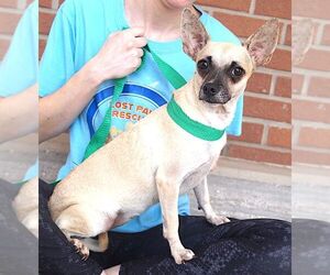 Leya - Female Chihuahua Dog for Adoption - Photo #2