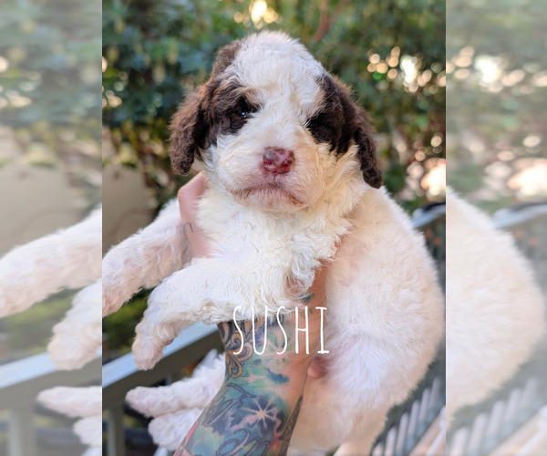 Medium Photo #5 Bernedoodle-Cavapoo (Miniature) Mix Puppy For Sale in SACRAMENTO, CA, USA