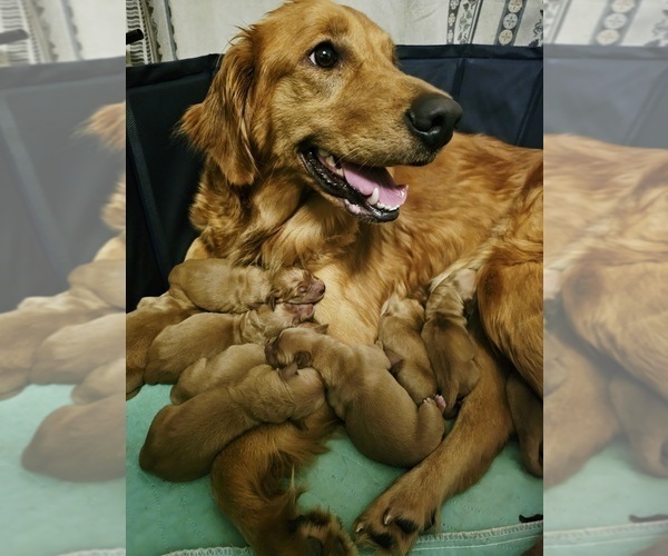 Medium Photo #1 Golden Retriever Puppy For Sale in SALISBURY, NC, USA