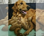 Small Golden Retriever