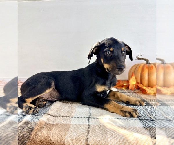 Medium Photo #2 Doberman Pinscher Puppy For Sale in GREENFIELD, IN, USA