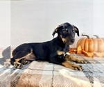 Small #1 Doberman Pinscher
