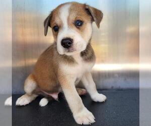 Mutt Dogs for adoption in San Antonio, TX, USA