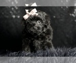 Small Photo #26 Morkie Puppy For Sale in WARSAW, IN, USA