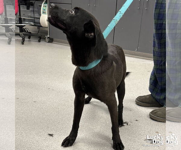 Medium Photo #3 Labrador Retriever-Unknown Mix Puppy For Sale in Washington, DC, USA