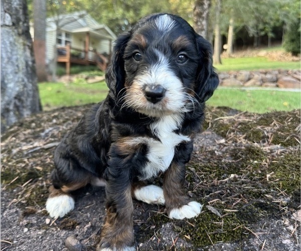 Medium Photo #1 Miniature Bernedoodle Puppy For Sale in DENVER, PA, USA
