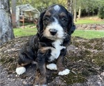 Puppy Calvin Miniature Bernedoodle