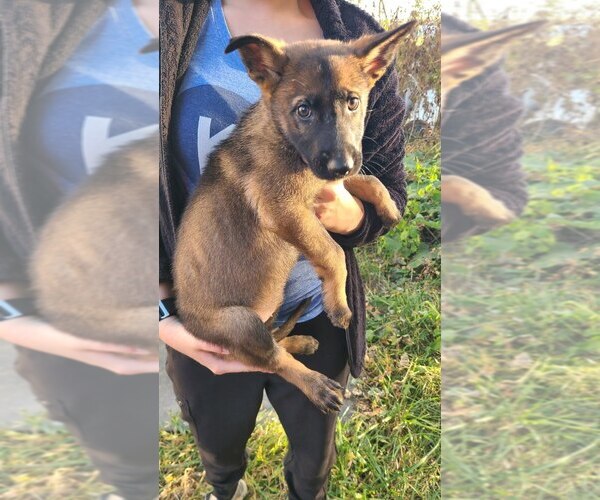 Medium Photo #3 German Shepherd Dog Puppy For Sale in KANSAS CITY, MO, USA
